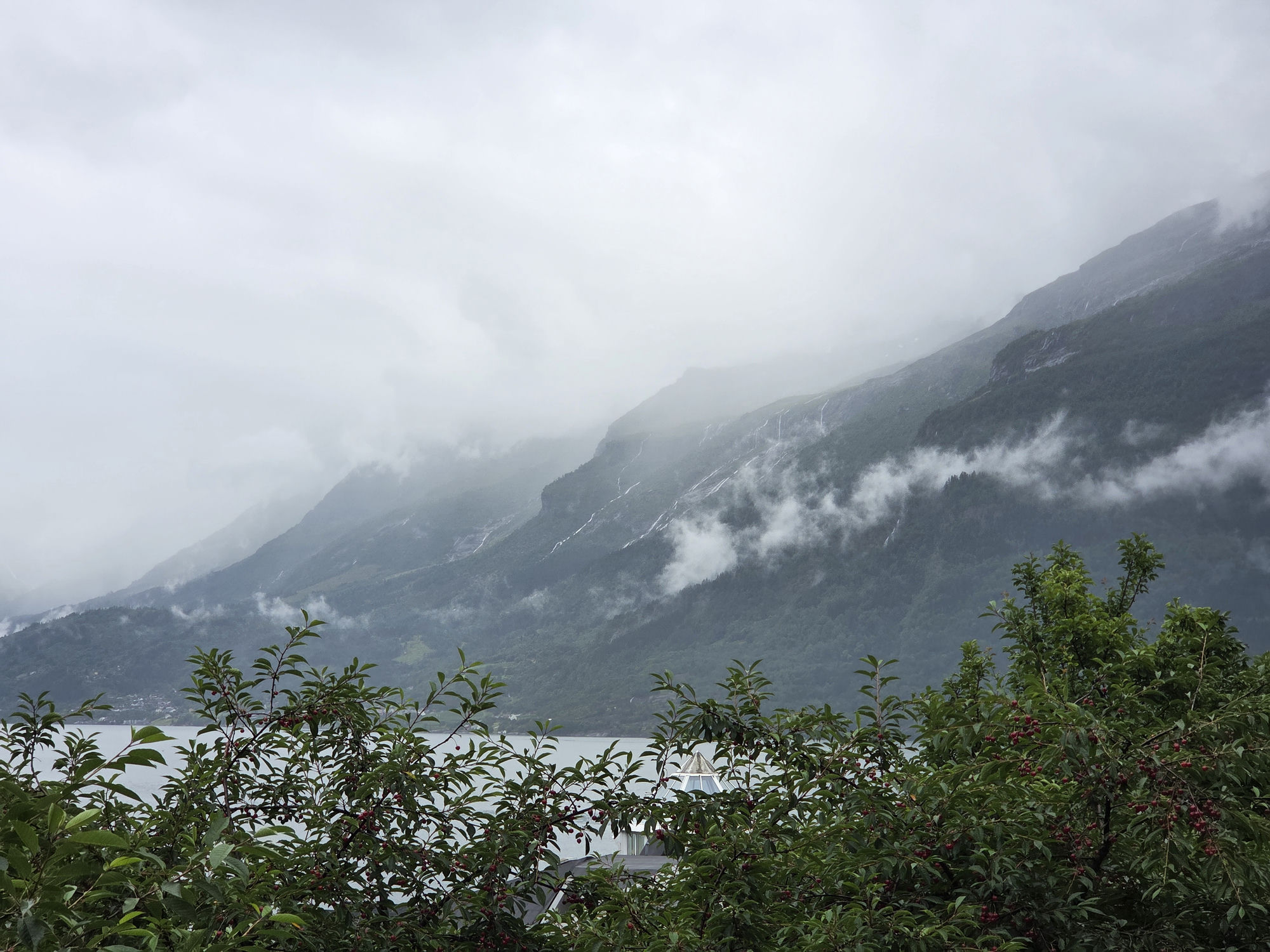 A fjord on a rainy day: steep mountainsides laced with waterfalls disappear into low clouds, with cherry trees full of red cherries in the foreground